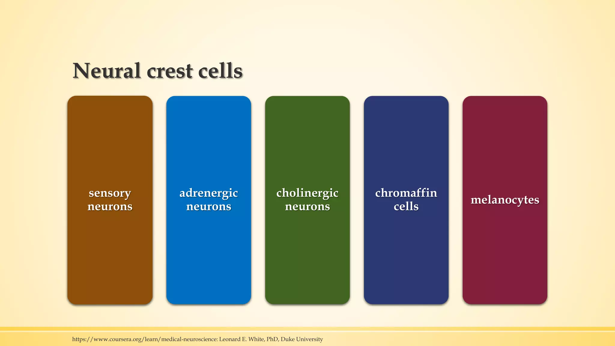 Neural crest cells
sensory
neurons
adrenergic
neurons
cholinergic
neurons
chromaffin
cells
melanocytes
https://www.coursera.org/learn/medical-neuroscience: Leonard E. White, PhD, Duke University
 
