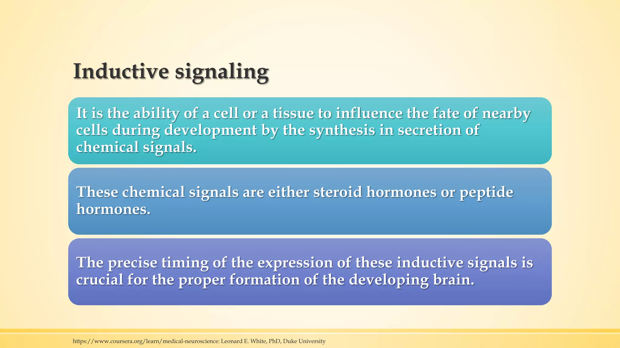 Inductive signaling
It is the ability of a cell or a tissue to influence the fate of nearby
cells during development by the synthesis in secretion of
chemical signals.
These chemical signals are either steroid hormones or peptide
hormones.
The precise timing of the expression of these inductive signals is
crucial for the proper formation of the developing brain.
https://www.coursera.org/learn/medical-neuroscience: Leonard E. White, PhD, Duke University
 