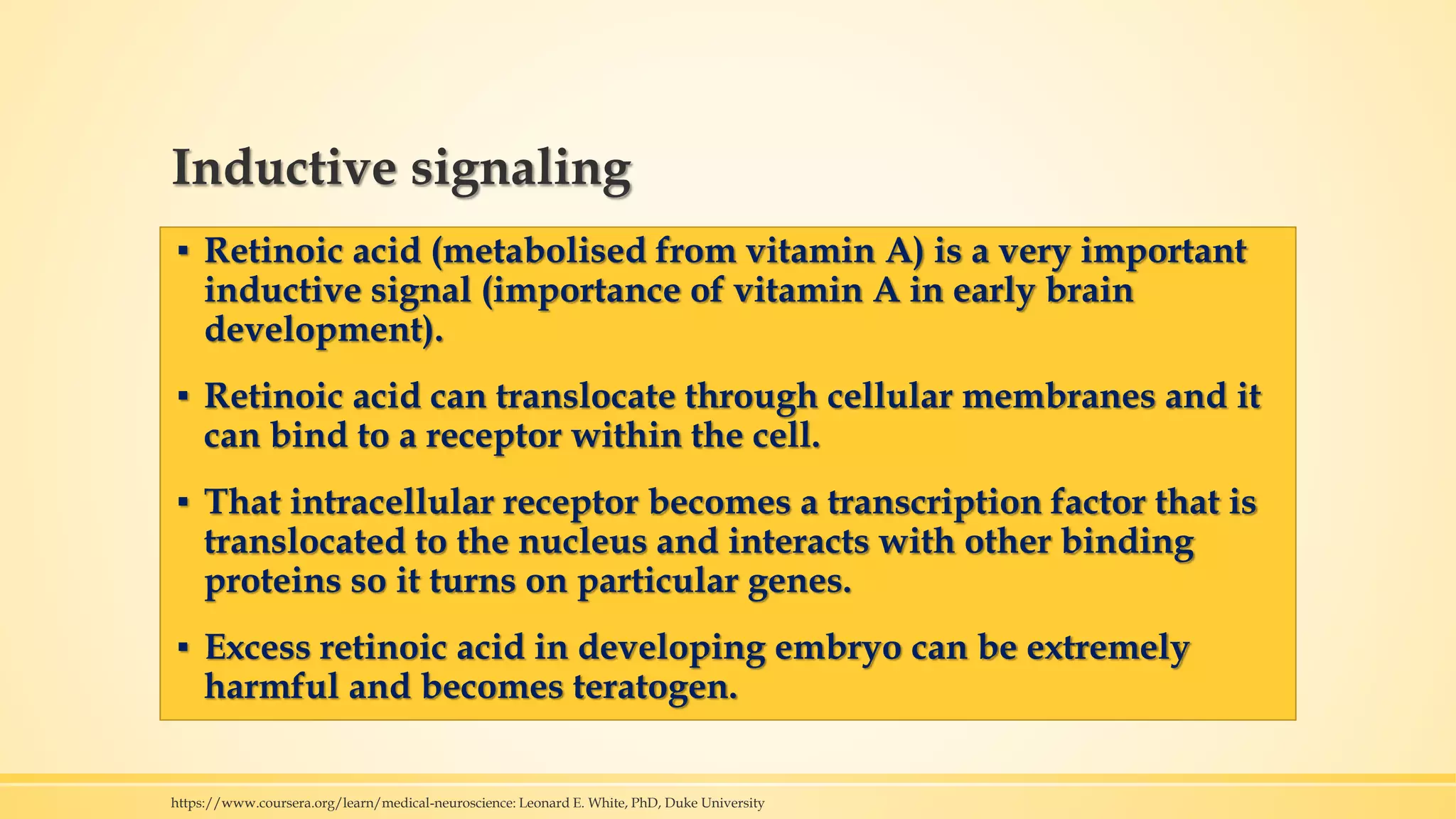 Inductive signaling
▪ Retinoic acid (metabolised from vitamin A) is a very important
inductive signal (importance of vitamin A in early brain
development).
▪ Retinoic acid can translocate through cellular membranes and it
can bind to a receptor within the cell.
▪ That intracellular receptor becomes a transcription factor that is
translocated to the nucleus and interacts with other binding
proteins so it turns on particular genes.
▪ Excess retinoic acid in developing embryo can be extremely
harmful and becomes teratogen.
https://www.coursera.org/learn/medical-neuroscience: Leonard E. White, PhD, Duke University
 