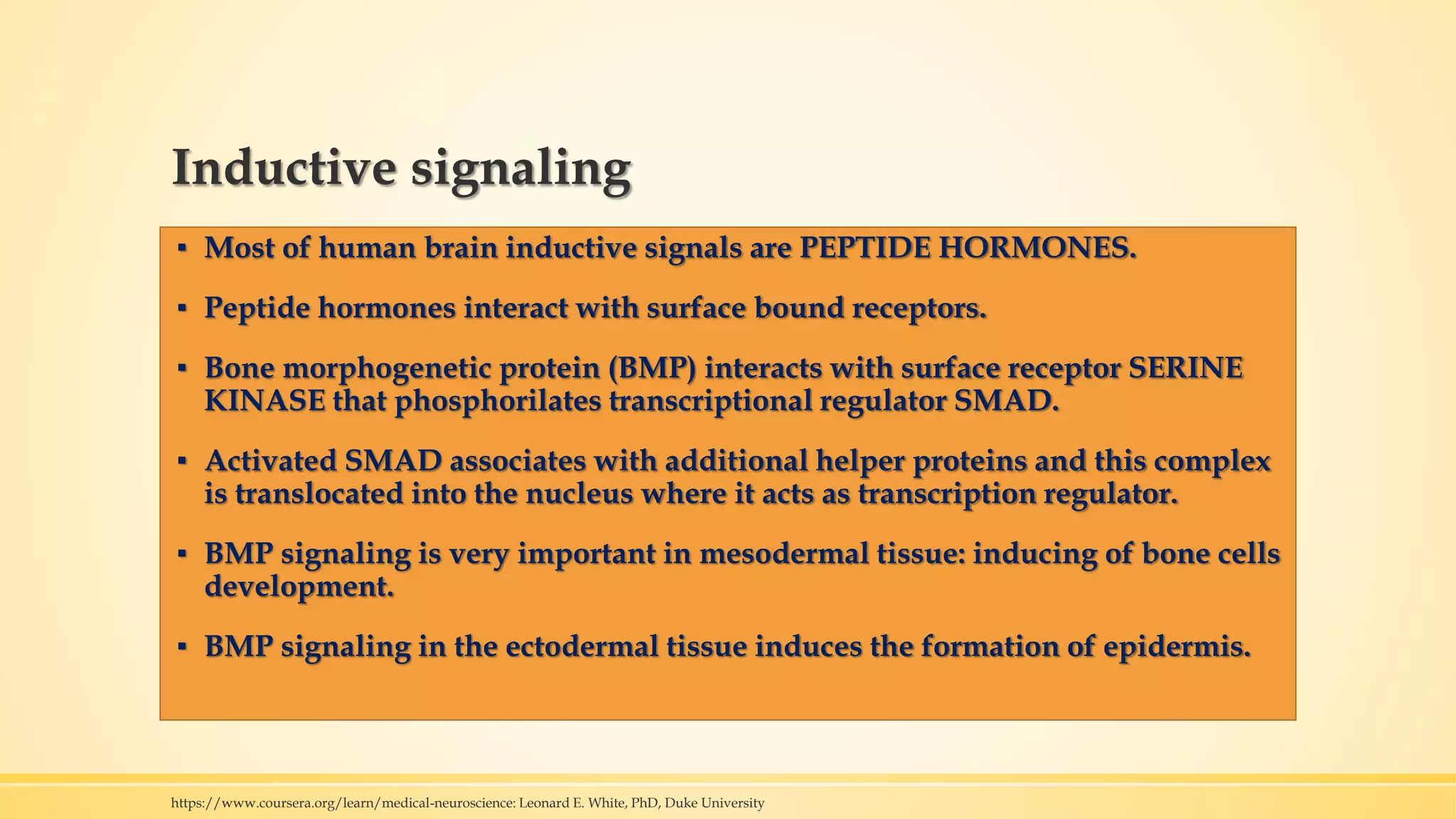 Inductive signaling
▪ Most of human brain inductive signals are PEPTIDE HORMONES.
▪ Peptide hormones interact with surface bound receptors.
▪ Bone morphogenetic protein (BMP) interacts with surface receptor SERINE
KINASE that phosphorilates transcriptional regulator SMAD.
▪ Activated SMAD associates with additional helper proteins and this complex
is translocated into the nucleus where it acts as transcription regulator.
▪ BMP signaling is very important in mesodermal tissue: inducing of bone cells
development.
▪ BMP signaling in the ectodermal tissue induces the formation of epidermis.
https://www.coursera.org/learn/medical-neuroscience: Leonard E. White, PhD, Duke University
 
