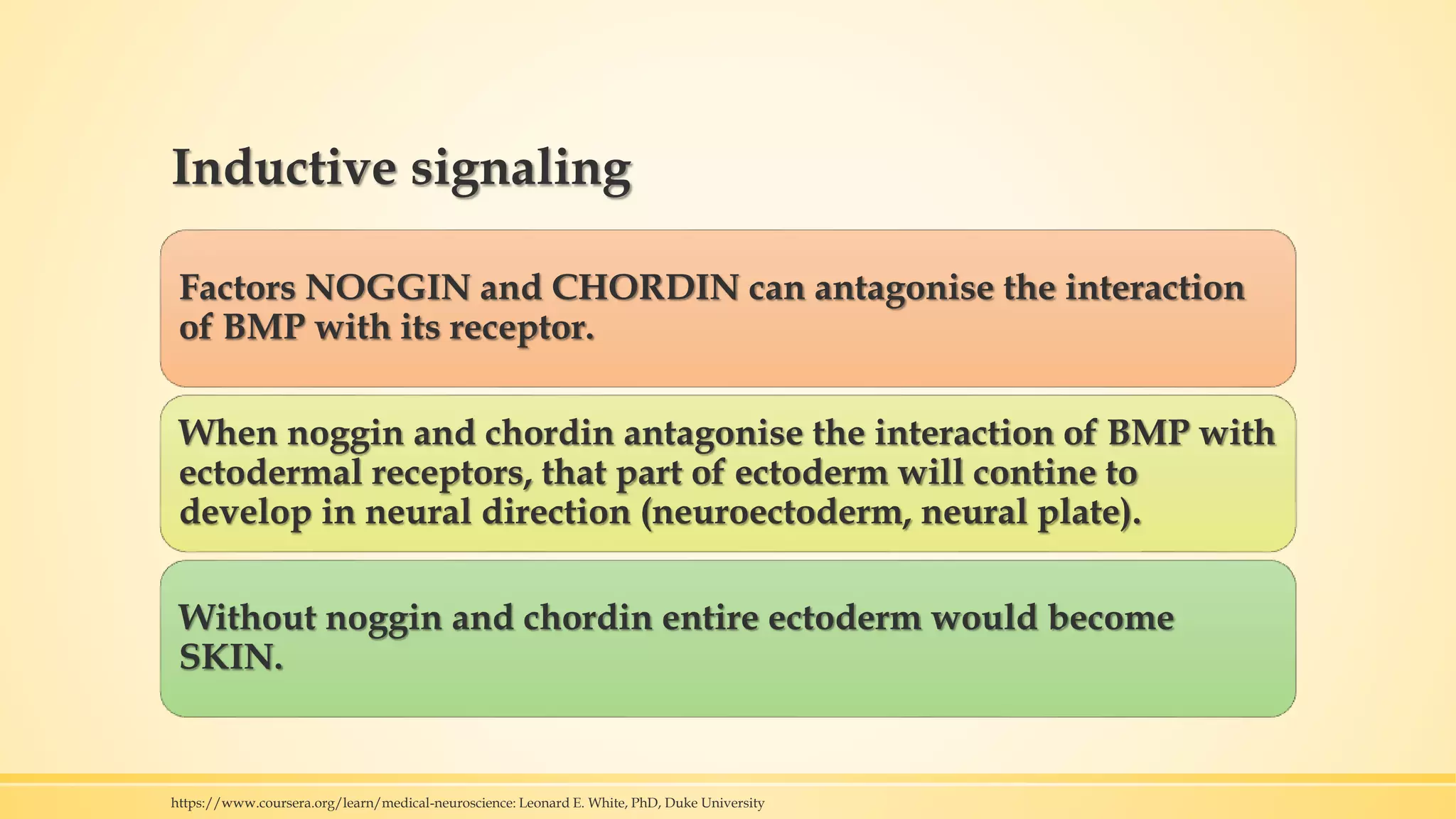 Inductive signaling
Factors NOGGIN and CHORDIN can antagonise the interaction
of BMP with its receptor.
When noggin and chordin antagonise the interaction of BMP with
ectodermal receptors, that part of ectoderm will contine to
develop in neural direction (neuroectoderm, neural plate).
Without noggin and chordin entire ectoderm would become
SKIN.
https://www.coursera.org/learn/medical-neuroscience: Leonard E. White, PhD, Duke University
 