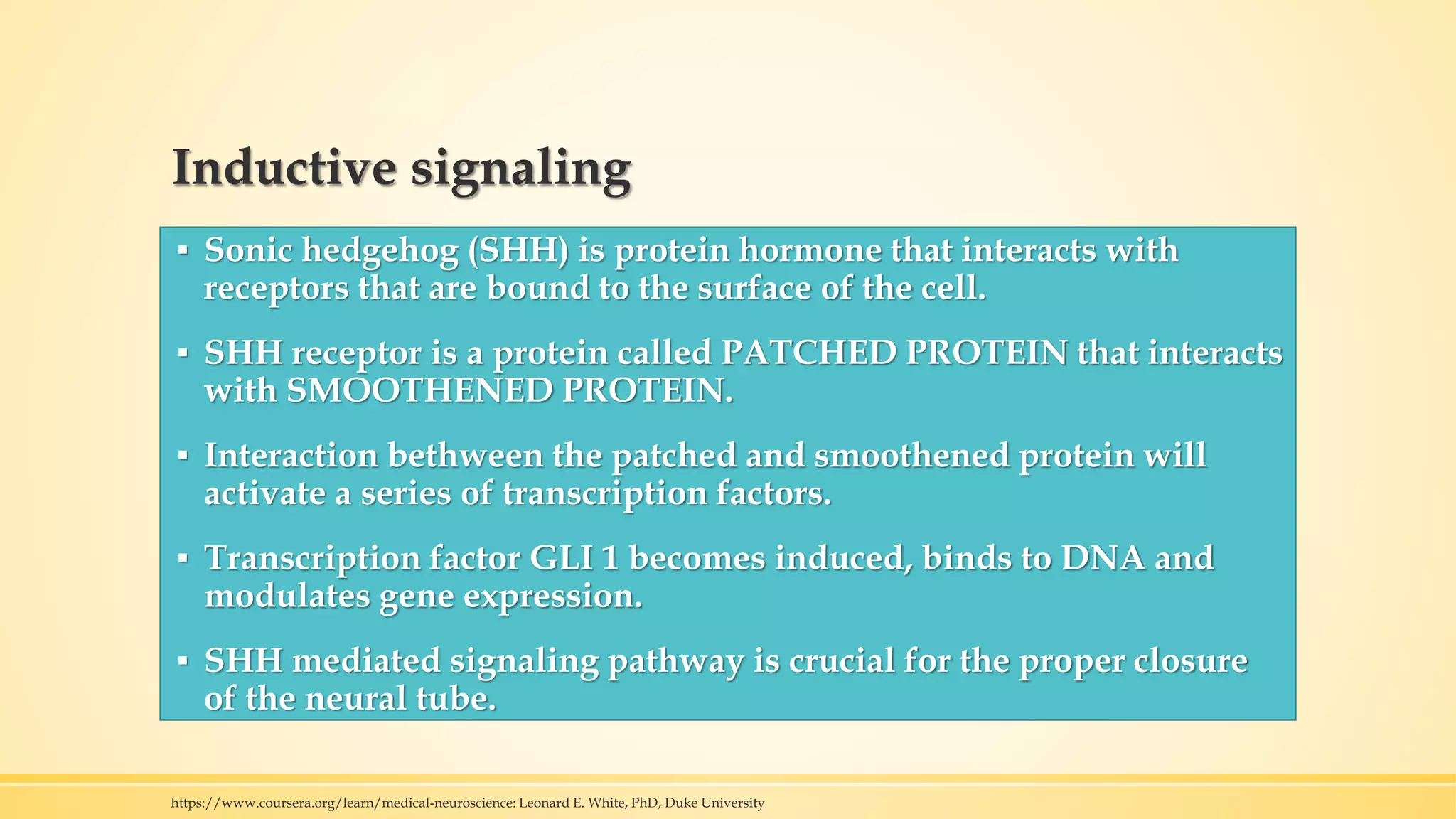 Inductive signaling
▪ Sonic hedgehog (SHH) is protein hormone that interacts with
receptors that are bound to the surface of the cell.
▪ SHH receptor is a protein called PATCHED PROTEIN that interacts
with SMOOTHENED PROTEIN.
▪ Interaction bethween the patched and smoothened protein will
activate a series of transcription factors.
▪ Transcription factor GLI 1 becomes induced, binds to DNA and
modulates gene expression.
▪ SHH mediated signaling pathway is crucial for the proper closure
of the neural tube.
https://www.coursera.org/learn/medical-neuroscience: Leonard E. White, PhD, Duke University
 