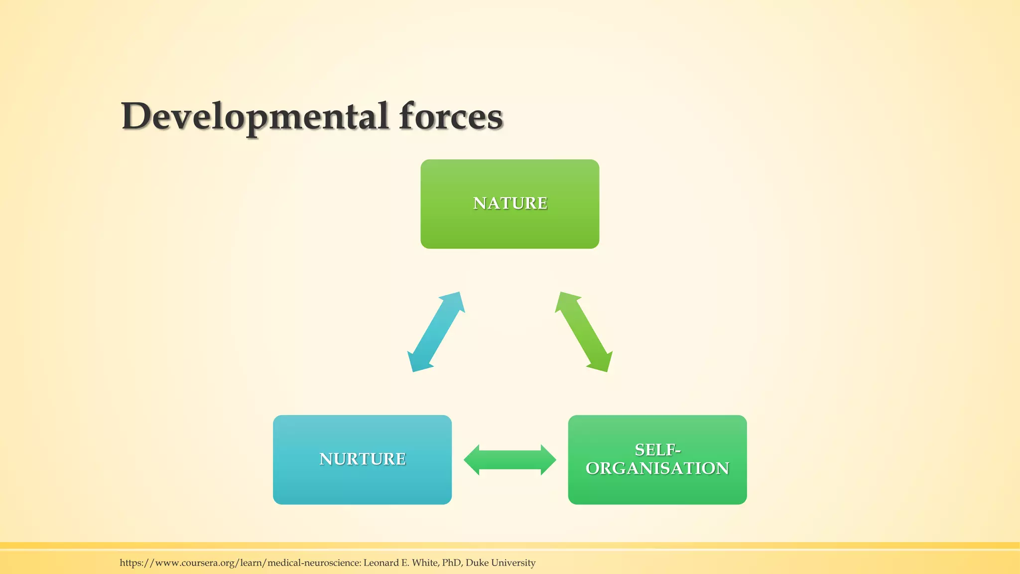 Developmental forces
NATURE
SELF-
ORGANISATION
NURTURE
https://www.coursera.org/learn/medical-neuroscience: Leonard E. White, PhD, Duke University
 