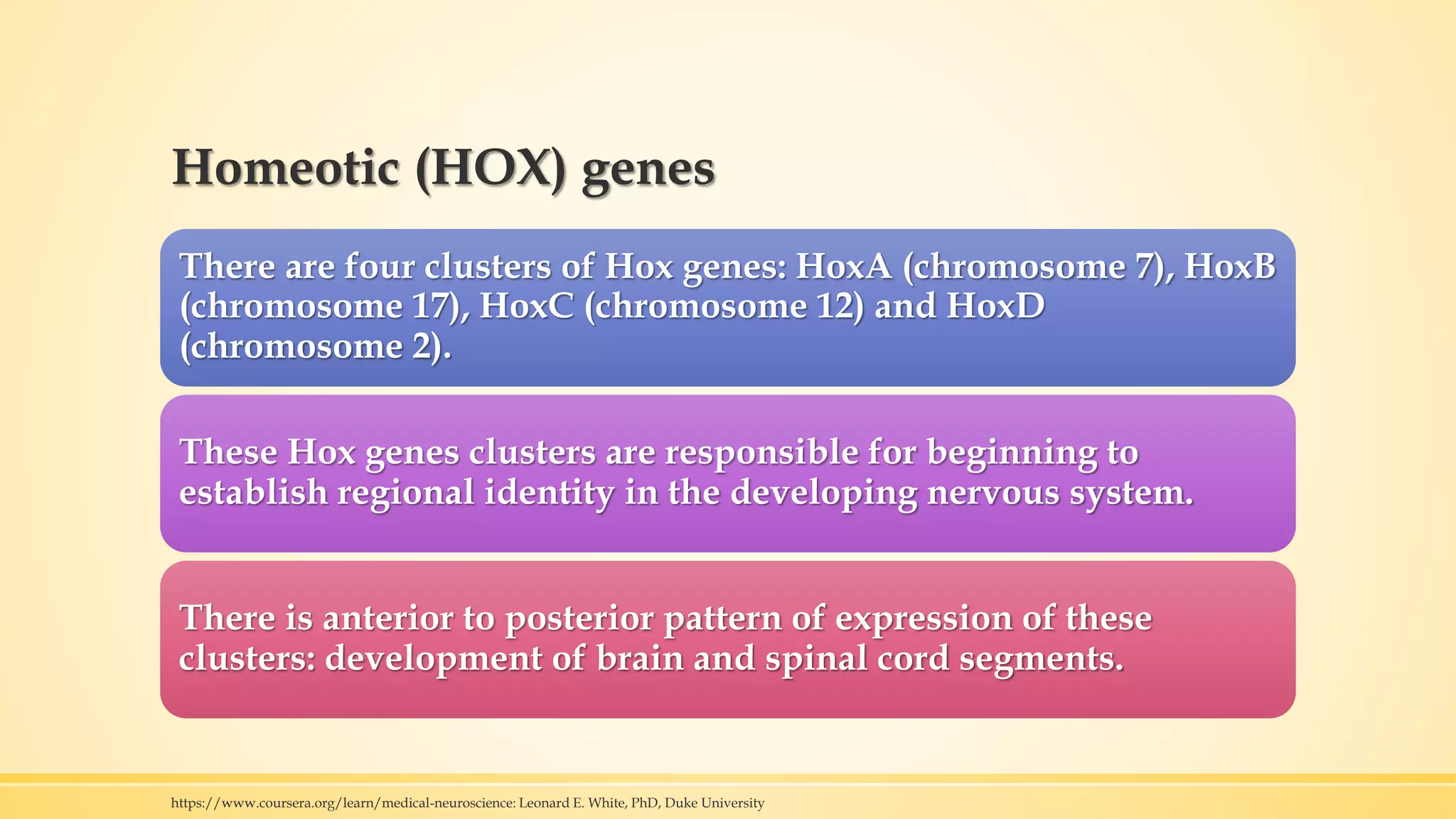 Homeotic (HOX) genes
There are four clusters of Hox genes: HoxA (chromosome 7), HoxB
(chromosome 17), HoxC (chromosome 12) and HoxD
(chromosome 2).
These Hox genes clusters are responsible for beginning to
establish regional identity in the developing nervous system.
There is anterior to posterior pattern of expression of these
clusters: development of brain and spinal cord segments.
https://www.coursera.org/learn/medical-neuroscience: Leonard E. White, PhD, Duke University
 