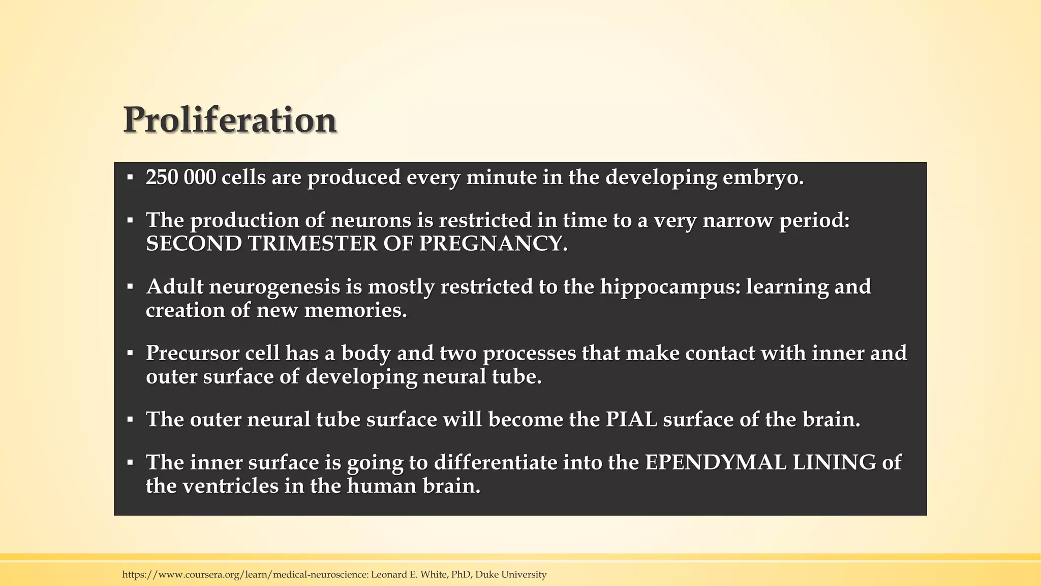 Proliferation
▪ 250 000 cells are produced every minute in the developing embryo.
▪ The production of neurons is restricted in time to a very narrow period:
SECOND TRIMESTER OF PREGNANCY.
▪ Adult neurogenesis is mostly restricted to the hippocampus: learning and
creation of new memories.
▪ Precursor cell has a body and two processes that make contact with inner and
outer surface of developing neural tube.
▪ The outer neural tube surface will become the PIAL surface of the brain.
▪ The inner surface is going to differentiate into the EPENDYMAL LINING of
the ventricles in the human brain.
https://www.coursera.org/learn/medical-neuroscience: Leonard E. White, PhD, Duke University
 