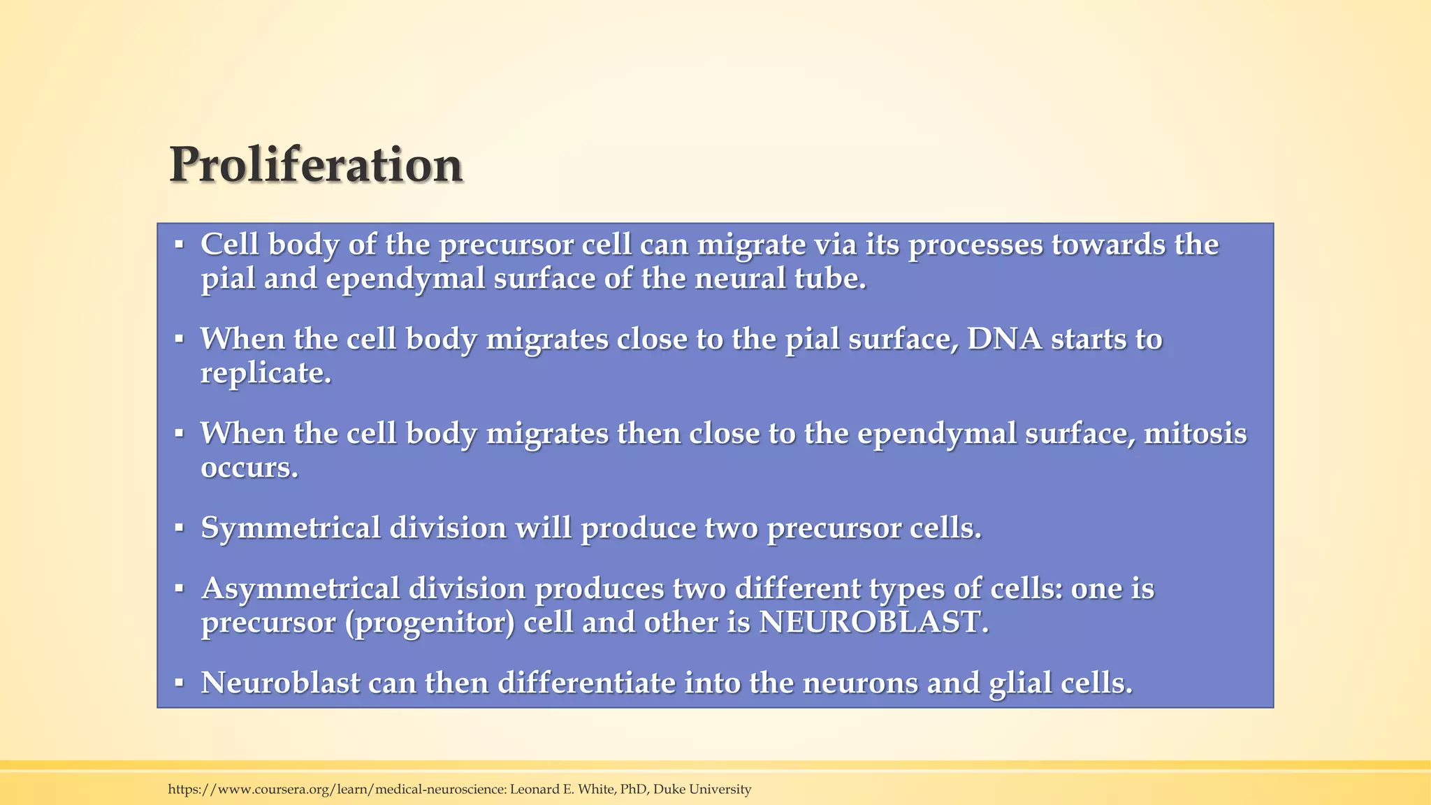 Proliferation
▪ Cell body of the precursor cell can migrate via its processes towards the
pial and ependymal surface of the neural tube.
▪ When the cell body migrates close to the pial surface, DNA starts to
replicate.
▪ When the cell body migrates then close to the ependymal surface, mitosis
occurs.
▪ Symmetrical division will produce two precursor cells.
▪ Asymmetrical division produces two different types of cells: one is
precursor (progenitor) cell and other is NEUROBLAST.
▪ Neuroblast can then differentiate into the neurons and glial cells.
https://www.coursera.org/learn/medical-neuroscience: Leonard E. White, PhD, Duke University
 