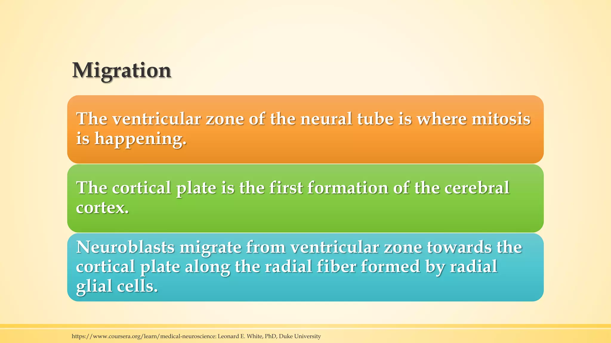 Migration
The ventricular zone of the neural tube is where mitosis
is happening.
The cortical plate is the first formation of the cerebral
cortex.
Neuroblasts migrate from ventricular zone towards the
cortical plate along the radial fiber formed by radial
glial cells.
https://www.coursera.org/learn/medical-neuroscience: Leonard E. White, PhD, Duke University
 