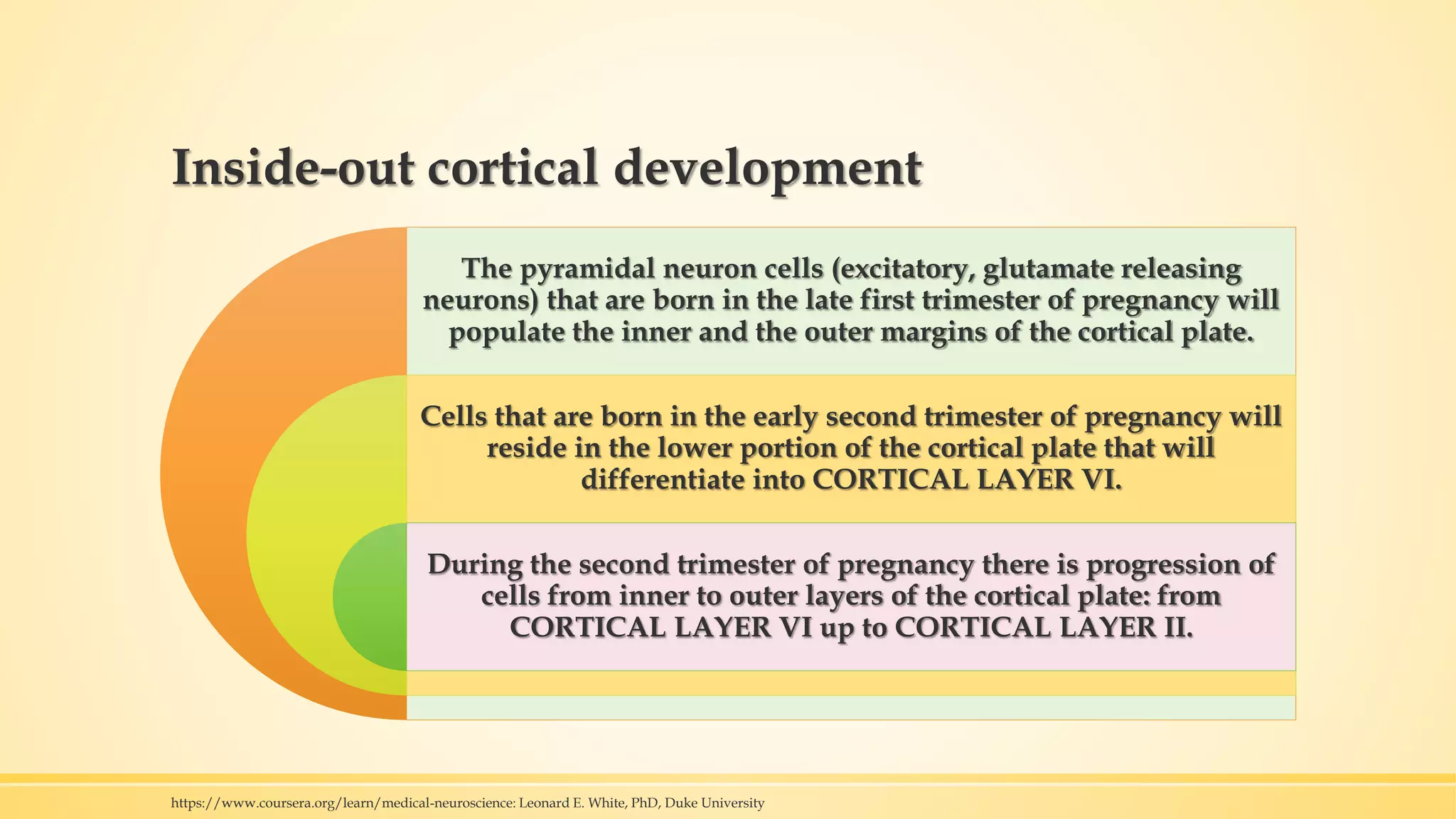Inside-out cortical development
The pyramidal neuron cells (excitatory, glutamate releasing
neurons) that are born in the late first trimester of pregnancy will
populate the inner and the outer margins of the cortical plate.
Cells that are born in the early second trimester of pregnancy will
reside in the lower portion of the cortical plate that will
differentiate into CORTICAL LAYER VI.
During the second trimester of pregnancy there is progression of
cells from inner to outer layers of the cortical plate: from
CORTICAL LAYER VI up to CORTICAL LAYER II.
https://www.coursera.org/learn/medical-neuroscience: Leonard E. White, PhD, Duke University
 