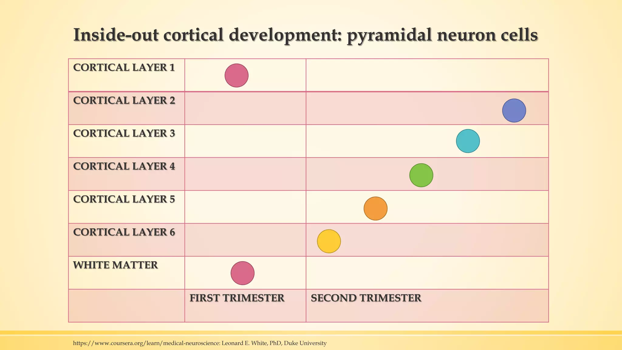 Inside-out cortical development: pyramidal neuron cells
CORTICAL LAYER 1
CORTICAL LAYER 2
CORTICAL LAYER 3
CORTICAL LAYER 4
CORTICAL LAYER 5
CORTICAL LAYER 6
WHITE MATTER
FIRST TRIMESTER SECOND TRIMESTER
https://www.coursera.org/learn/medical-neuroscience: Leonard E. White, PhD, Duke University
 