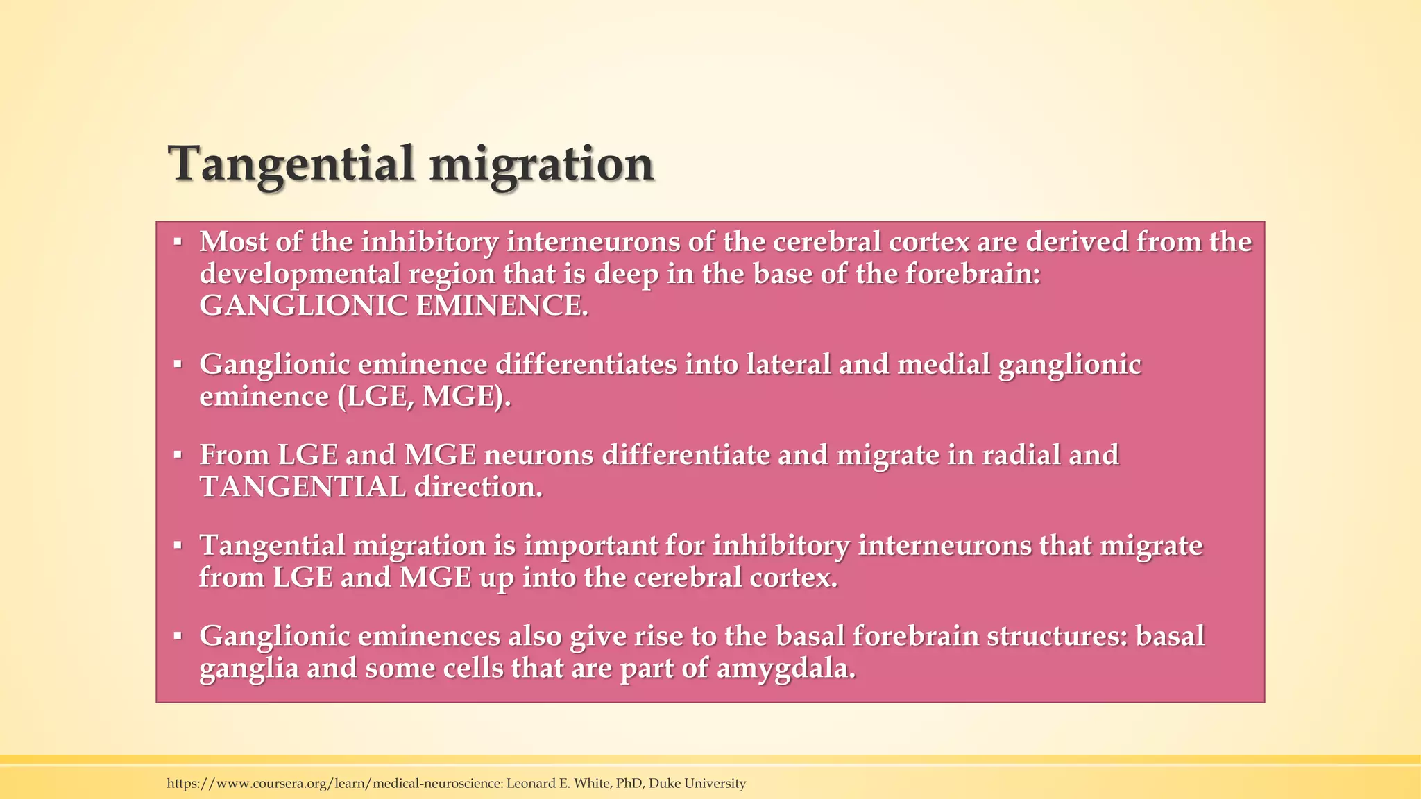 Tangential migration
▪ Most of the inhibitory interneurons of the cerebral cortex are derived from the
developmental region that is deep in the base of the forebrain:
GANGLIONIC EMINENCE.
▪ Ganglionic eminence differentiates into lateral and medial ganglionic
eminence (LGE, MGE).
▪ From LGE and MGE neurons differentiate and migrate in radial and
TANGENTIAL direction.
▪ Tangential migration is important for inhibitory interneurons that migrate
from LGE and MGE up into the cerebral cortex.
▪ Ganglionic eminences also give rise to the basal forebrain structures: basal
ganglia and some cells that are part of amygdala.
https://www.coursera.org/learn/medical-neuroscience: Leonard E. White, PhD, Duke University
 