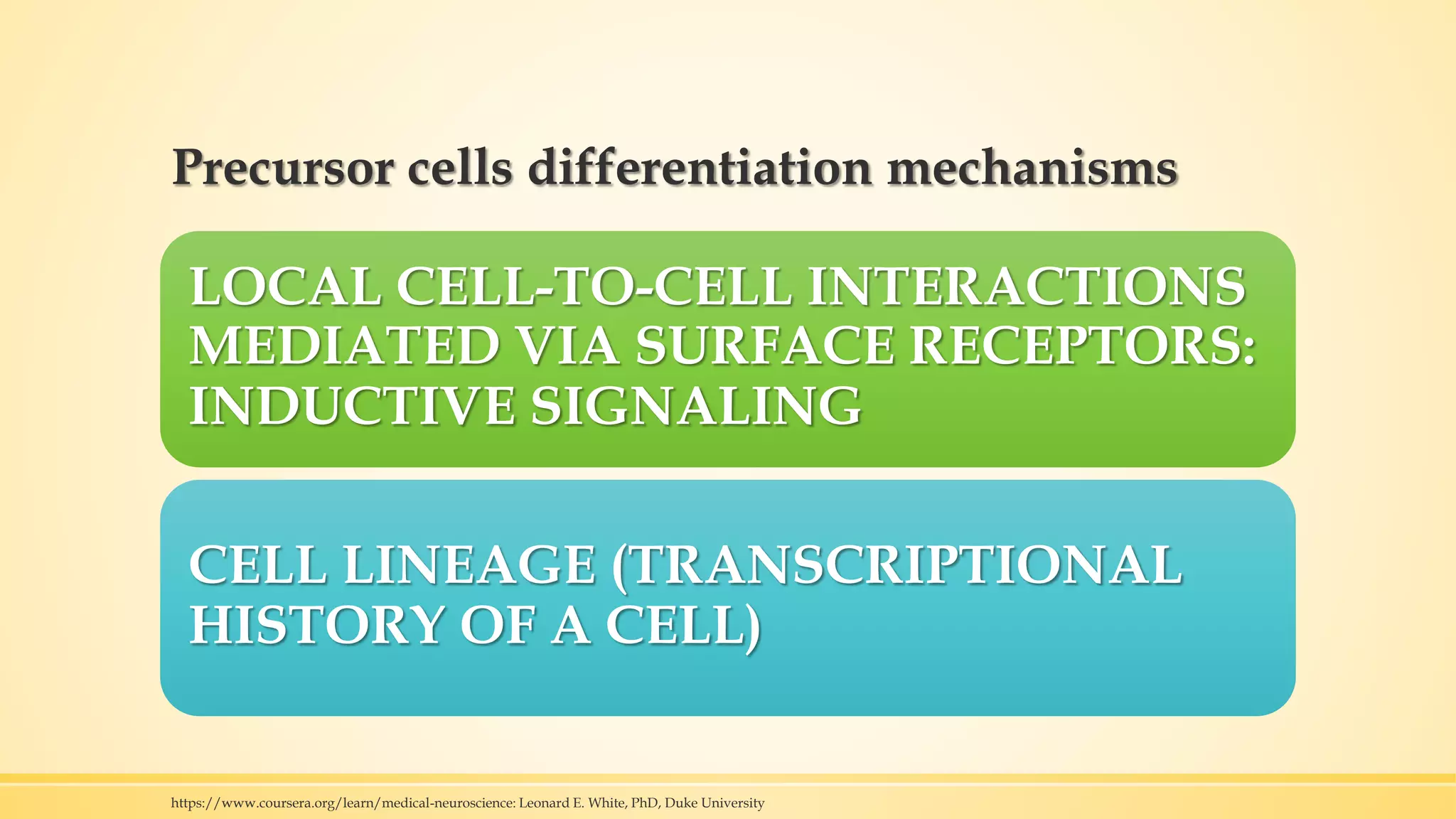 Precursor cells differentiation mechanisms
LOCAL CELL-TO-CELL INTERACTIONS
MEDIATED VIA SURFACE RECEPTORS:
INDUCTIVE SIGNALING
CELL LINEAGE (TRANSCRIPTIONAL
HISTORY OF A CELL)
https://www.coursera.org/learn/medical-neuroscience: Leonard E. White, PhD, Duke University
 