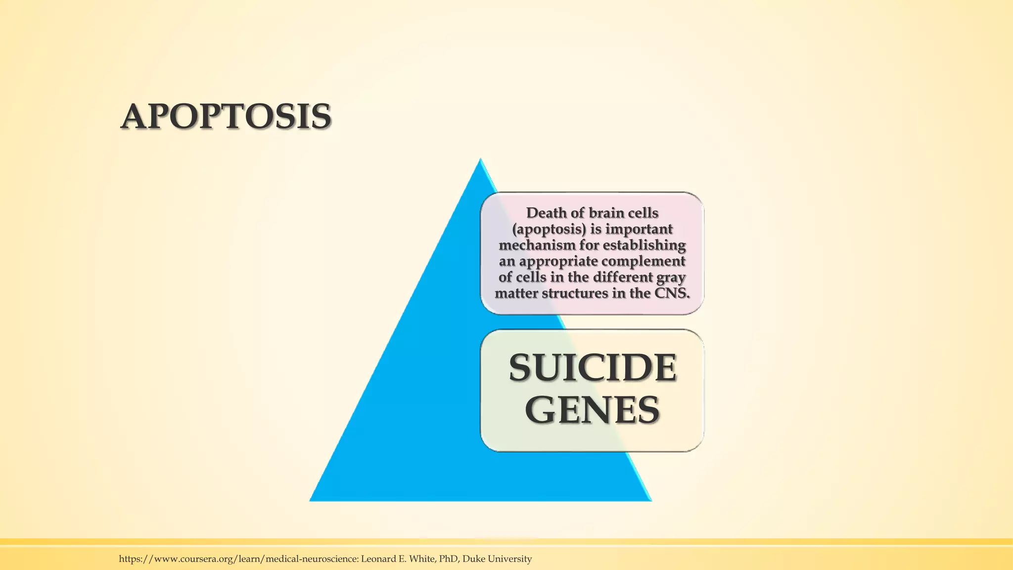 APOPTOSIS
Death of brain cells
(apoptosis) is important
mechanism for establishing
an appropriate complement
of cells in the different gray
matter structures in the CNS.
SUICIDE
GENES
https://www.coursera.org/learn/medical-neuroscience: Leonard E. White, PhD, Duke University
 