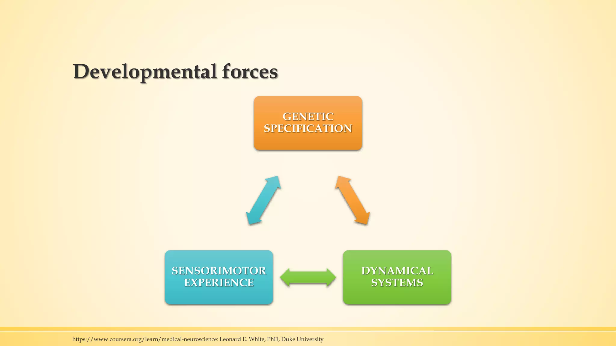 Developmental forces
GENETIC
SPECIFICATION
DYNAMICAL
SYSTEMS
SENSORIMOTOR
EXPERIENCE
https://www.coursera.org/learn/medical-neuroscience: Leonard E. White, PhD, Duke University
 
