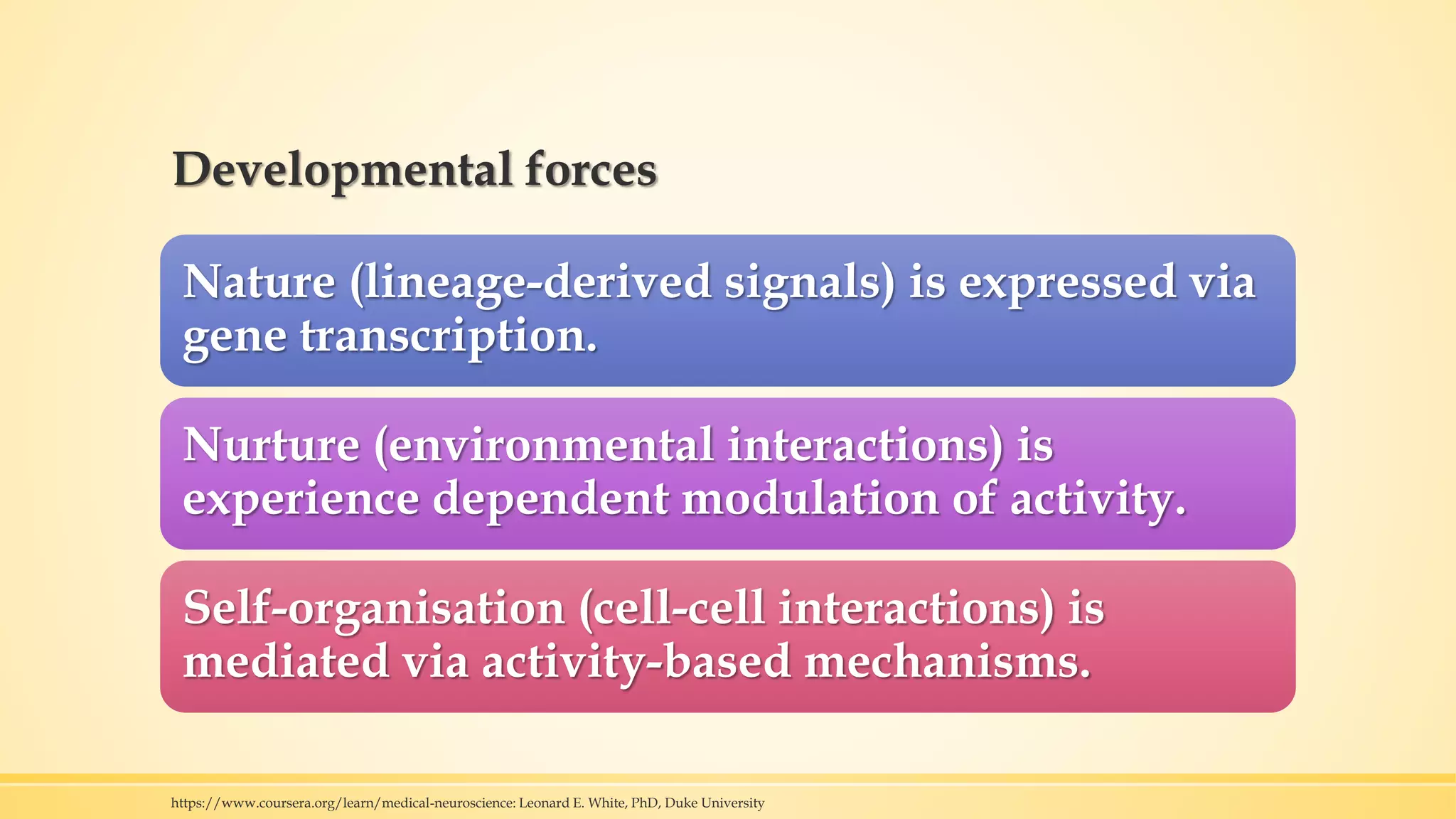 Developmental forces
Nature (lineage-derived signals) is expressed via
gene transcription.
Nurture (environmental interactions) is
experience dependent modulation of activity.
Self-organisation (cell-cell interactions) is
mediated via activity-based mechanisms.
https://www.coursera.org/learn/medical-neuroscience: Leonard E. White, PhD, Duke University
 
