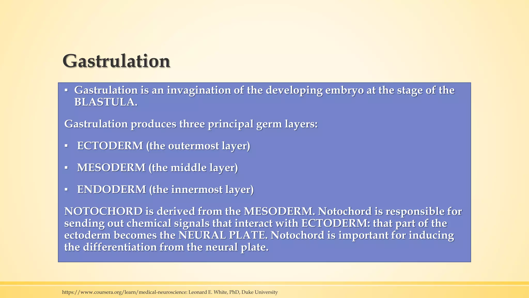 Gastrulation
▪ Gastrulation is an invagination of the developing embryo at the stage of the
BLASTULA.
Gastrulation produces three principal germ layers:
▪ ECTODERM (the outermost layer)
▪ MESODERM (the middle layer)
▪ ENDODERM (the innermost layer)
NOTOCHORD is derived from the MESODERM. Notochord is responsible for
sending out chemical signals that interact with ECTODERM: that part of the
ectoderm becomes the NEURAL PLATE. Notochord is important for inducing
the differentiation from the neural plate.
https://www.coursera.org/learn/medical-neuroscience: Leonard E. White, PhD, Duke University
 