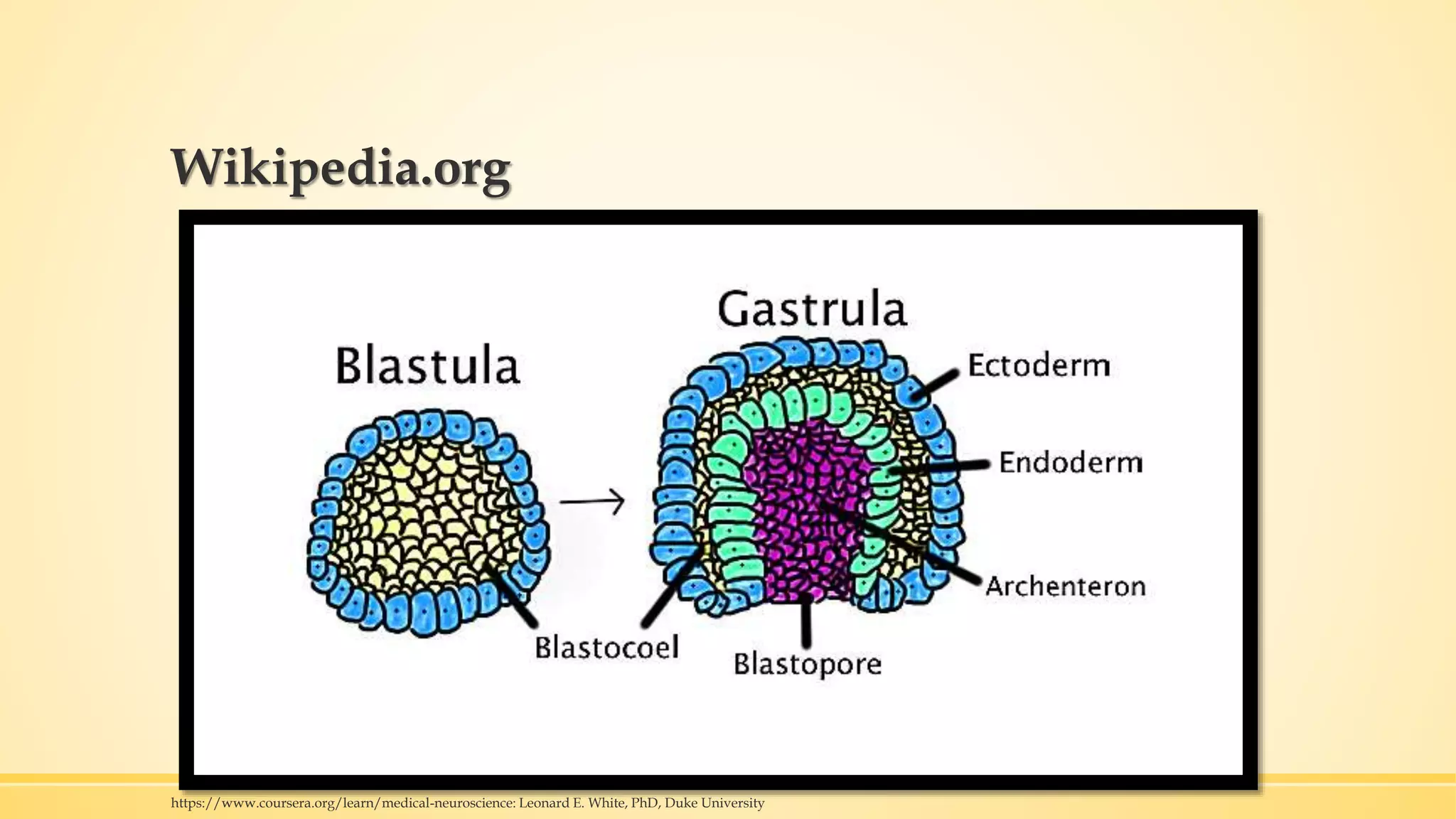 Wikipedia.org
https://www.coursera.org/learn/medical-neuroscience: Leonard E. White, PhD, Duke University
 