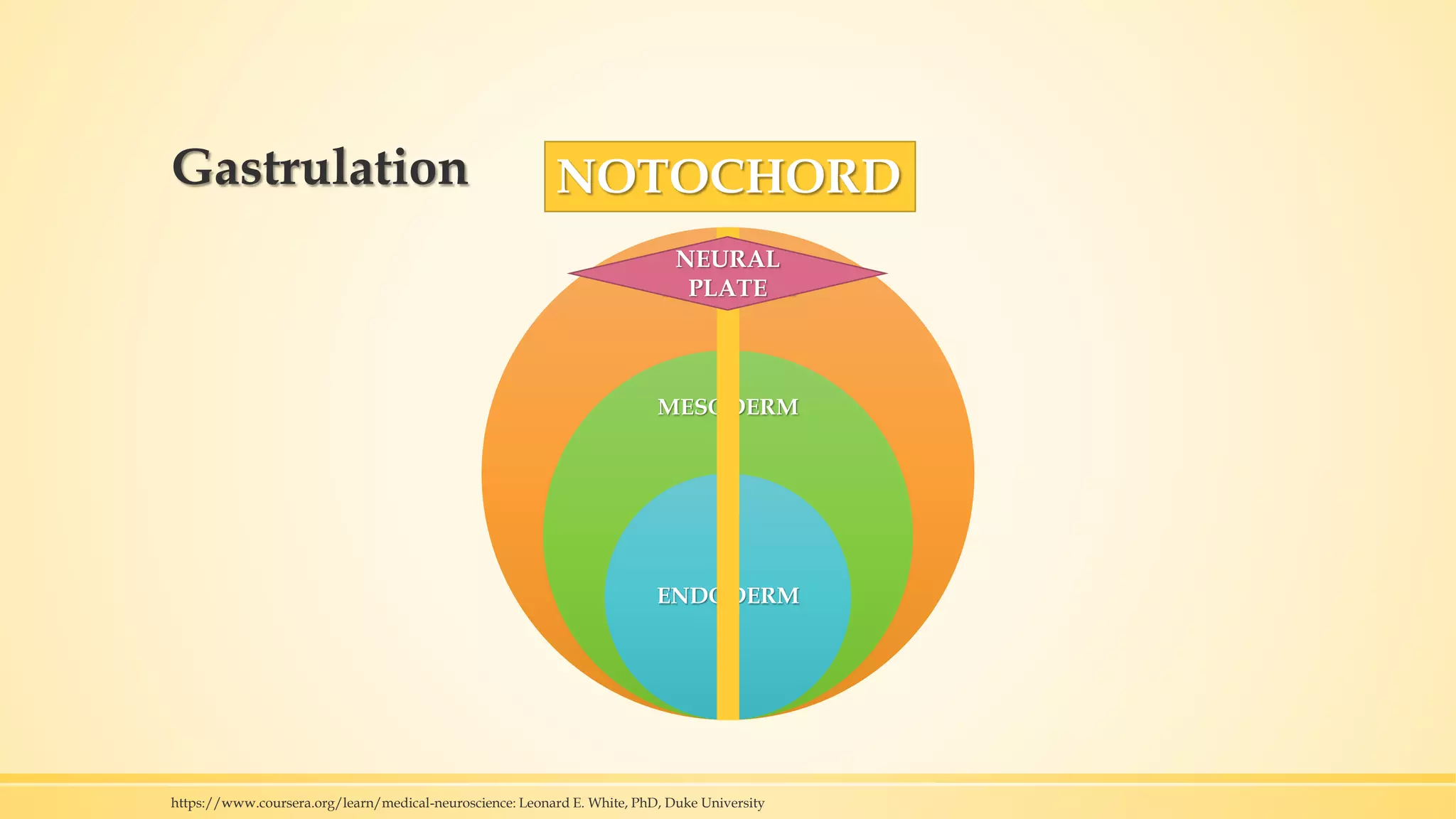 Gastrulation
ECTODERM
MESODERM
ENDODERM
NOTOCHORD
NEURAL
PLATE
https://www.coursera.org/learn/medical-neuroscience: Leonard E. White, PhD, Duke University
 