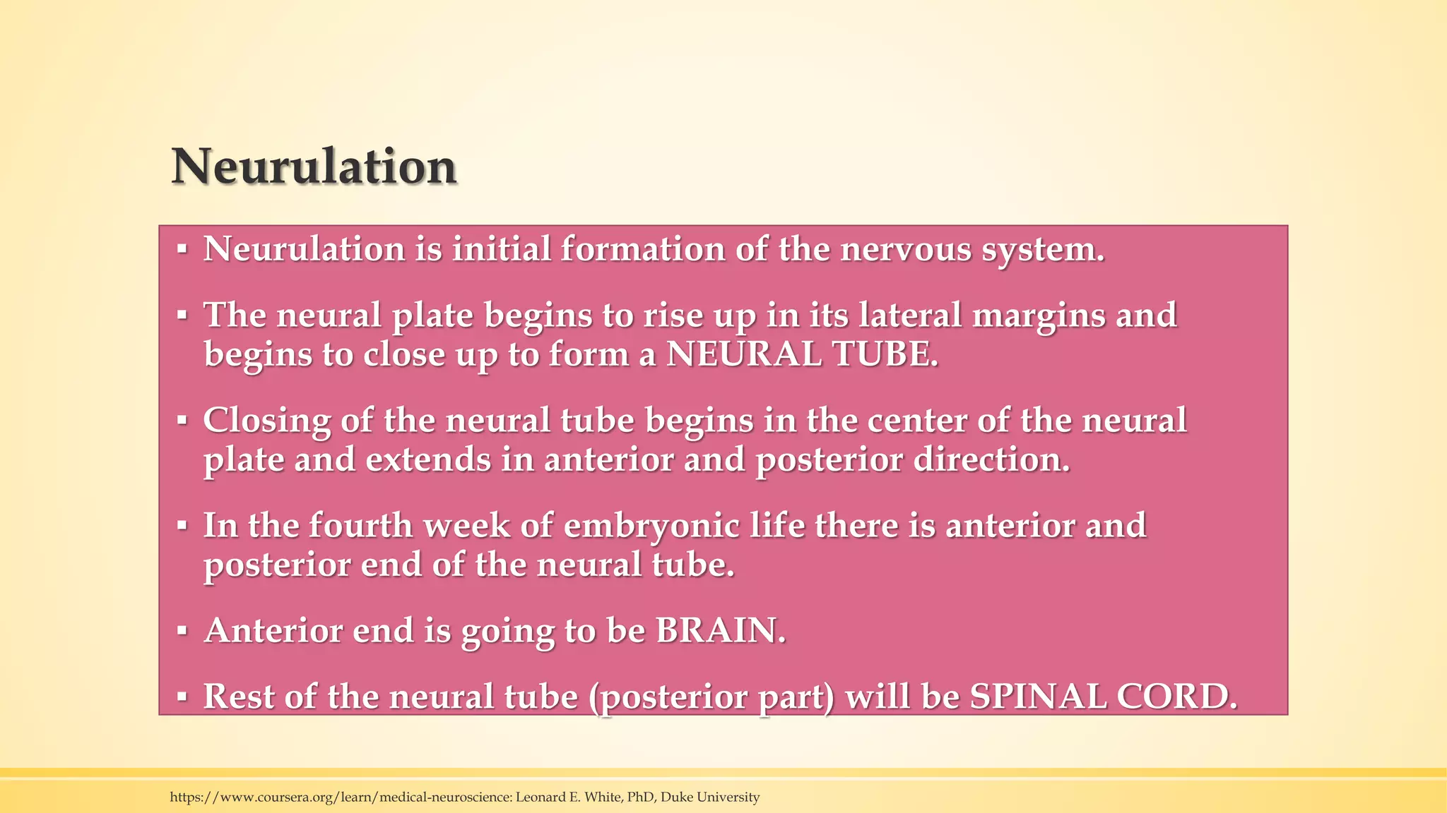 Neurulation
▪ Neurulation is initial formation of the nervous system.
▪ The neural plate begins to rise up in its lateral margins and
begins to close up to form a NEURAL TUBE.
▪ Closing of the neural tube begins in the center of the neural
plate and extends in anterior and posterior direction.
▪ In the fourth week of embryonic life there is anterior and
posterior end of the neural tube.
▪ Anterior end is going to be BRAIN.
▪ Rest of the neural tube (posterior part) will be SPINAL CORD.
https://www.coursera.org/learn/medical-neuroscience: Leonard E. White, PhD, Duke University
 