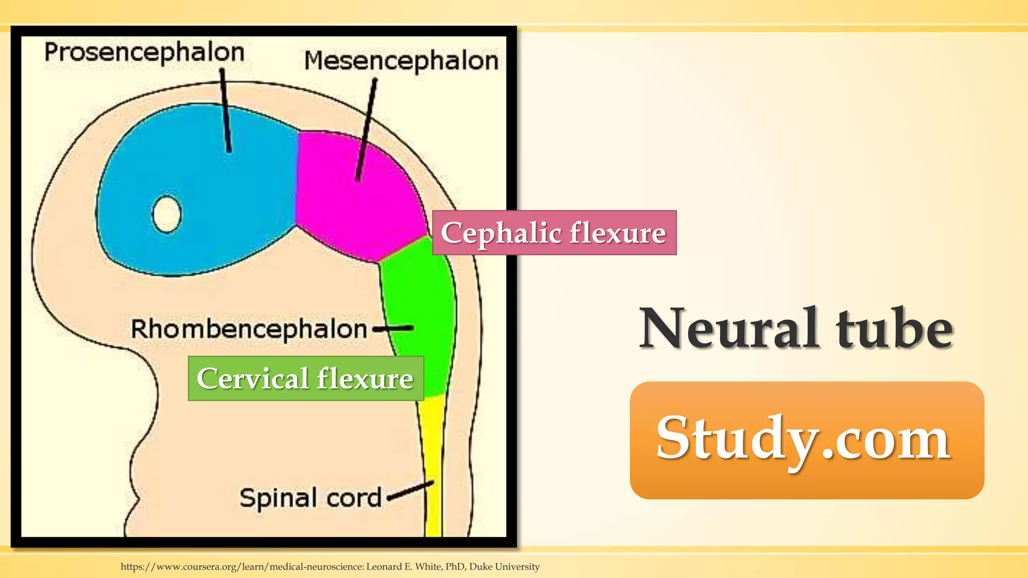 Neural tube
Study.com
https://www.coursera.org/learn/medical-neuroscience: Leonard E. White, PhD, Duke University
Cephalic flexure
Cervical flexure
 