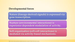 Early brain development part one | PPSX