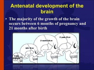 Antenatal development of the brain <ul><li>The majority of the growth of the brain occurs between 6 months of pregnancy an...