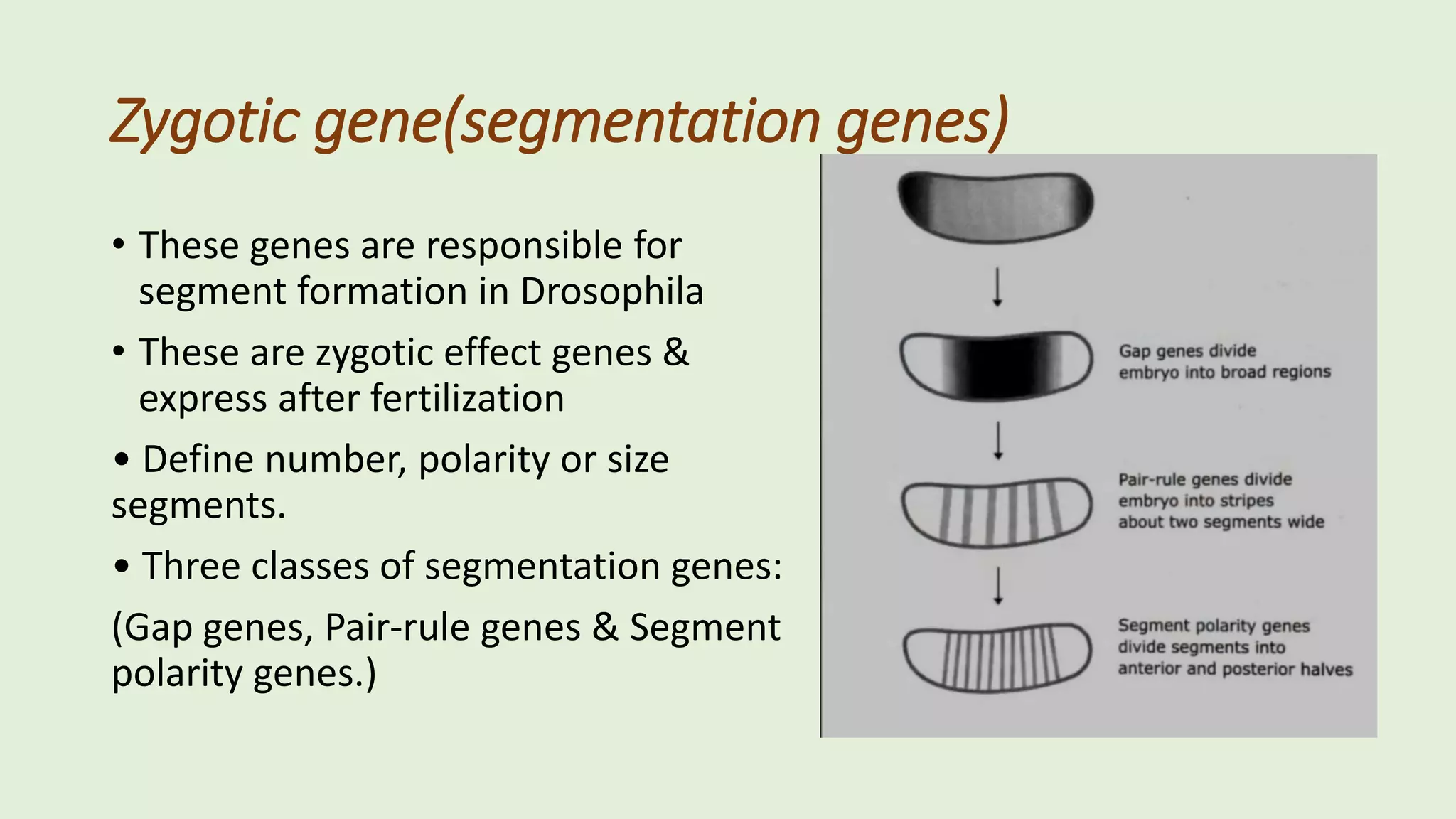 early development in drosophila by bisma3.pptx