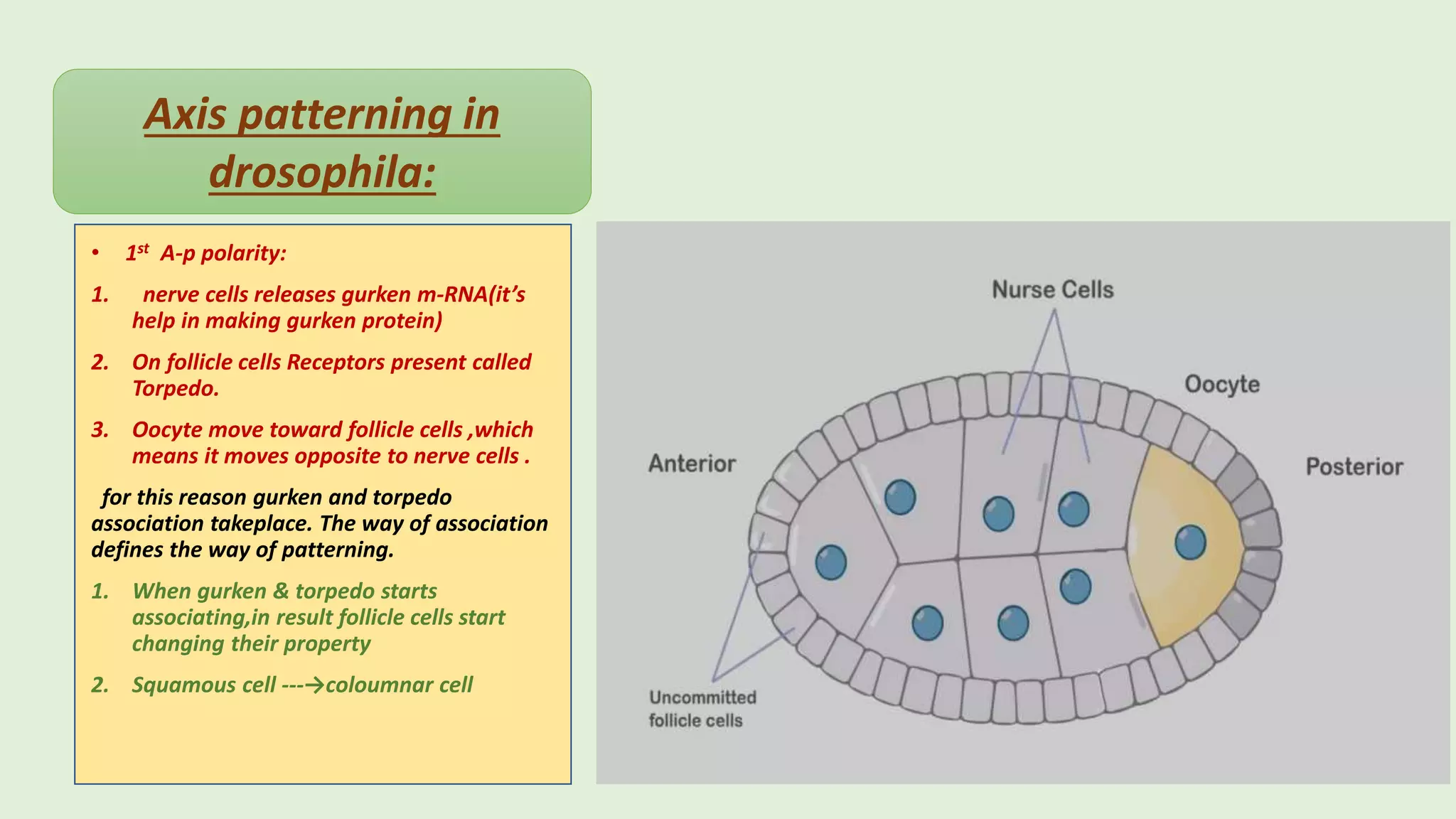 early development in drosophila by bisma3.pptx