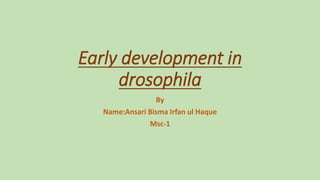 Early development in
drosophila
By
Name:Ansari Bisma Irfan ul Haque
Msc-1
 