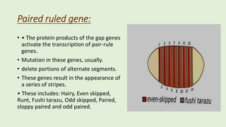 early development in drosophila by bisma3.pptx