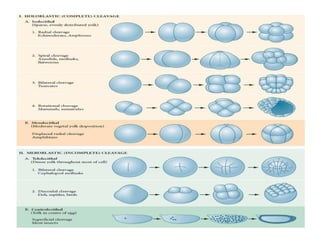 Early Development Model Early_Development_in_Developmental_Biology_Detailed.pptx