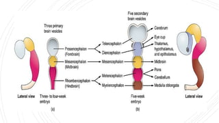 Neural Development Brain Early Development of the Nervous System: From Neural Tube to Brain ...
