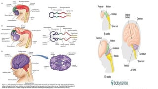 Early Development of the Nervous System: From Neural Tube to Brain ...