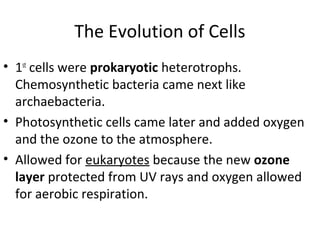The Evolution of Cells
• 1st
cells were prokaryotic heterotrophs.
Chemosynthetic bacteria came next like
archaebacteria.
• Photosynthetic cells came later and added oxygen
and the ozone to the atmosphere.
• Allowed for eukaryotes because the new ozone
layer protected from UV rays and oxygen allowed
for aerobic respiration.
 