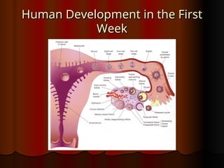 Comprehensive Clinical Embryology: Early Human Development and ...