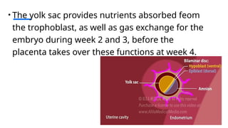 Comprehensive Overview of Early Human Embryonic Development Stages | PPTX
