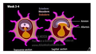 Comprehensive Overview of Early Human Embryonic Development Stages | PPTX