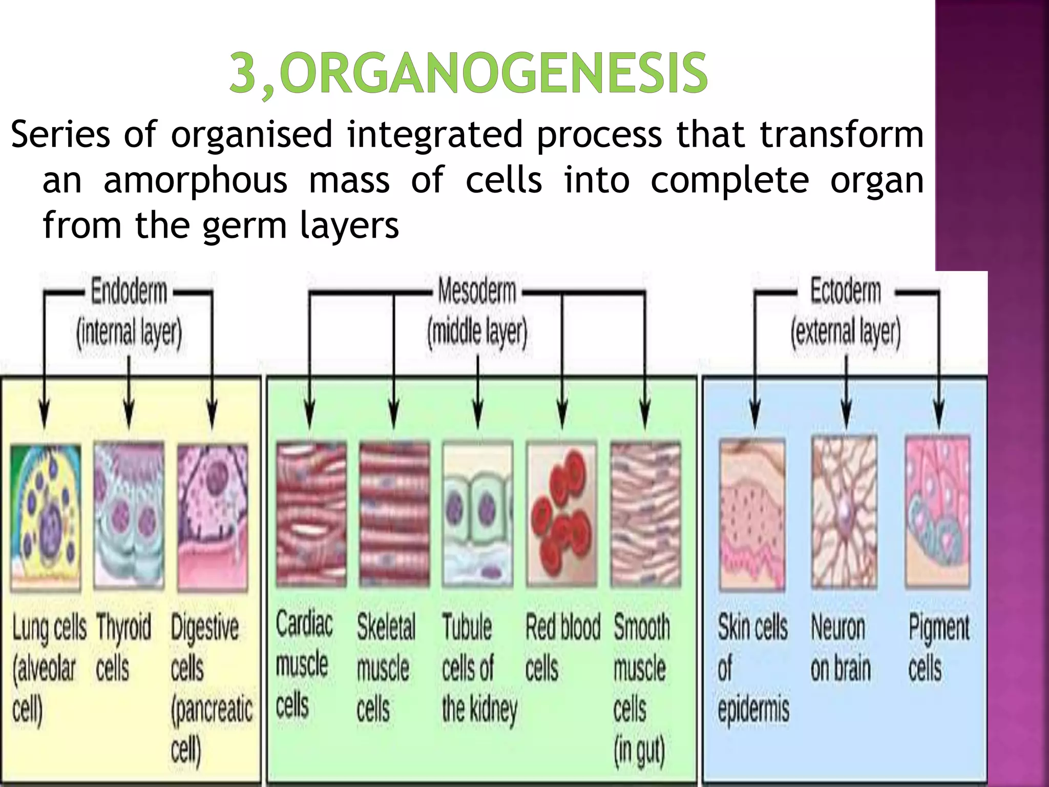 Series of organised integrated process that transform
an amorphous mass of cells into complete organ
from the germ layers
 