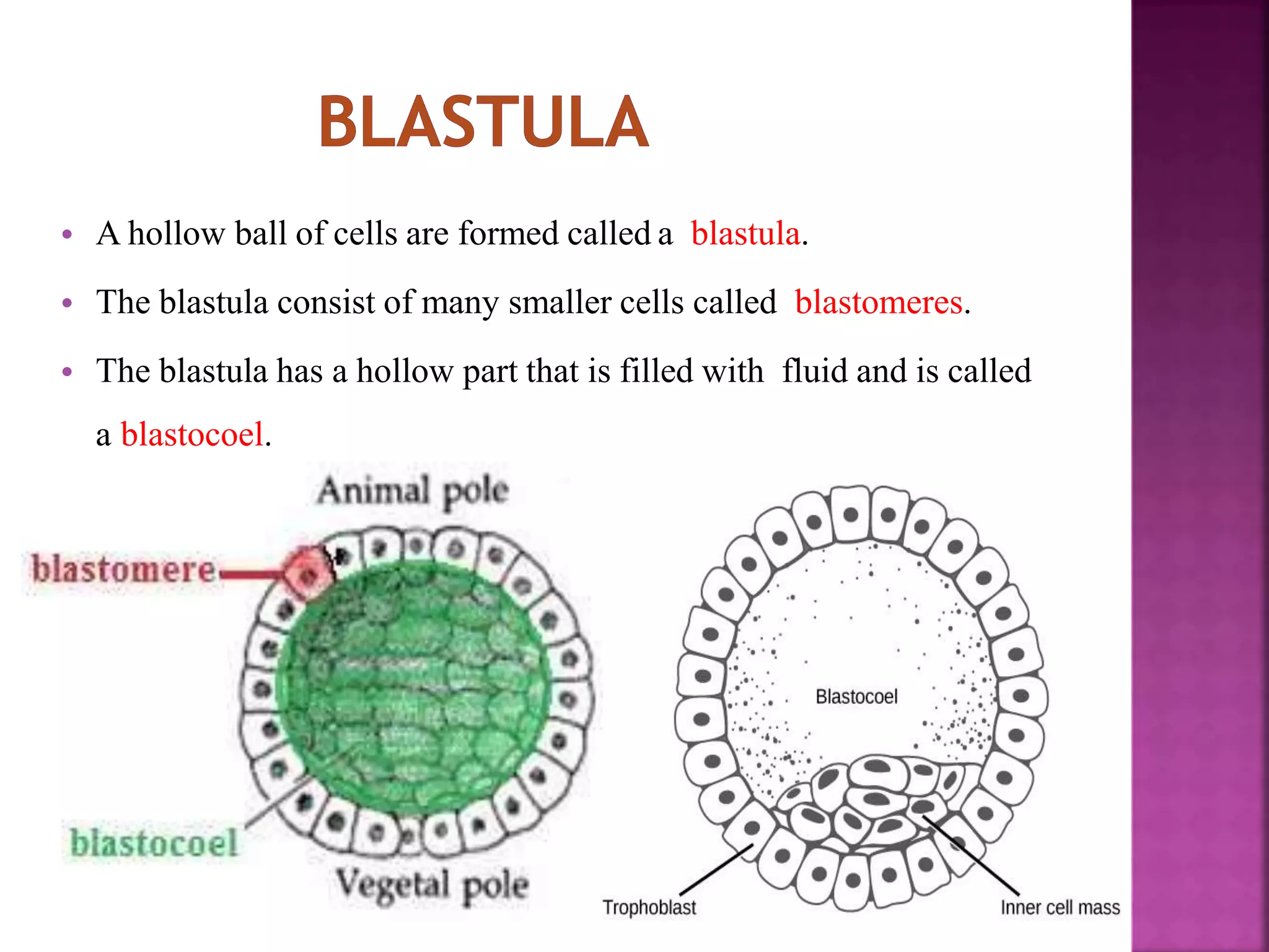 • A hollow ball of cells are formed called a blastula.
• The blastula consist of many smaller cells called blastomeres.
• The blastula has a hollow part that is filled with fluid and is called
a blastocoel.
 