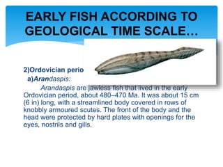 2)Ordovician period:
a)Arandaspis:
Arandaspis are jawless fish that lived in the early
Ordovician period, about 480–470 Ma. It was about 15 cm
(6 in) long, with a streamlined body covered in rows of
knobbly armoured scutes. The front of the body and the
head were protected by hard plates with openings for the
eyes, nostrils and gills.
EARLY FISH ACCORDING TO
GEOLOGICAL TIME SCALE…
 