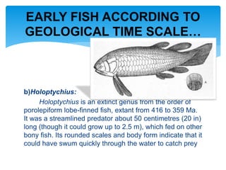 b)Holoptychius:
Holoptychius is an extinct genus from the order of
porolepiform lobe-finned fish, extant from 416 to 359 Ma.
It was a streamlined predator about 50 centimetres (20 in)
long (though it could grow up to 2.5 m), which fed on other
bony fish. Its rounded scales and body form indicate that it
could have swum quickly through the water to catch prey
EARLY FISH ACCORDING TO
GEOLOGICAL TIME SCALE…
 