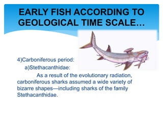 4)Carboniferous period:
a)Stethacanthidae:
As a result of the evolutionary radiation,
carboniferous sharks assumed a wide variety of
bizarre shapes—including sharks of the family
Stethacanthidae.
EARLY FISH ACCORDING TO
GEOLOGICAL TIME SCALE…
 