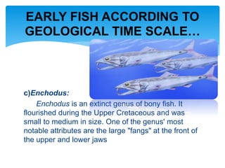 c)Enchodus:
Enchodus is an extinct genus of bony fish. It
flourished during the Upper Cretaceous and was
small to medium in size. One of the genus' most
notable attributes are the large "fangs" at the front of
the upper and lower jaws
EARLY FISH ACCORDING TO
GEOLOGICAL TIME SCALE…
 