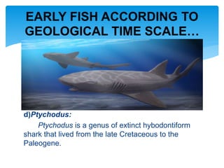 d)Ptychodus:
Ptychodus is a genus of extinct hybodontiform
shark that lived from the late Cretaceous to the
Paleogene.
EARLY FISH ACCORDING TO
GEOLOGICAL TIME SCALE…
 