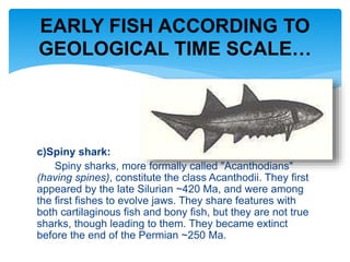 c)Spiny shark:
Spiny sharks, more formally called "Acanthodians"
(having spines), constitute the class Acanthodii. They first
appeared by the late Silurian ~420 Ma, and were among
the first fishes to evolve jaws. They share features with
both cartilaginous fish and bony fish, but they are not true
sharks, though leading to them. They became extinct
before the end of the Permian ~250 Ma.
EARLY FISH ACCORDING TO
GEOLOGICAL TIME SCALE…
 