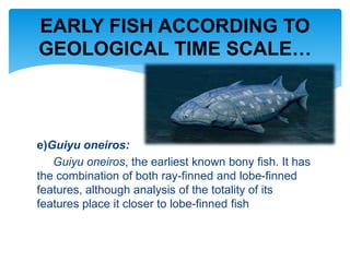 e)Guiyu oneiros:
Guiyu oneiros, the earliest known bony fish. It has
the combination of both ray-finned and lobe-finned
features, although analysis of the totality of its
features place it closer to lobe-finned fish
EARLY FISH ACCORDING TO
GEOLOGICAL TIME SCALE…
 