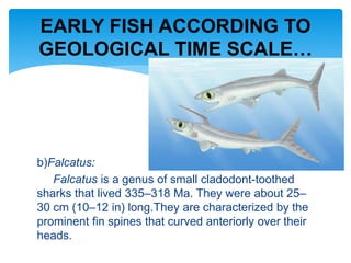 b)Falcatus:
Falcatus is a genus of small cladodont-toothed
sharks that lived 335–318 Ma. They were about 25–
30 cm (10–12 in) long.They are characterized by the
prominent fin spines that curved anteriorly over their
heads.
EARLY FISH ACCORDING TO
GEOLOGICAL TIME SCALE…
 