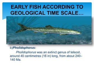 b)Pholidophorus:
Pholidophorus was an extinct genus of teleost,
around 40 centimetres (16 in) long, from about 240–
140 Ma.
EARLY FISH ACCORDING TO
GEOLOGICAL TIME SCALE…
 
