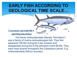 2)Jurassic period(165 Ma):
a)Ichthyodectidae:
The family Ichthyodectidae (literally "fish-biters")
was a family of marine actinopterygian fish. They first
appeared 156 Ma during the Late Jurassic and
disappeared during the K-Pg extinction event 66 Ma. They
were most diverse throughout the Cretaceous period. E.g.
Ichthyodectidae,Gillicus arcuatus.
EARLY FISH ACCORDING TO
GEOLOGICAL TIME SCALE…
 