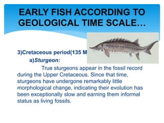 3)Cretaceous period(135 Ma):
a)Sturgeon:
True sturgeons appear in the fossil record
during the Upper Cretaceous. Since that time,
sturgeons have undergone remarkably little
morphological change, indicating their evolution has
been exceptionally slow and earning them informal
status as living fossils.
EARLY FISH ACCORDING TO
GEOLOGICAL TIME SCALE…
 