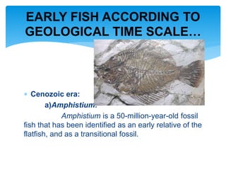  Cenozoic era:
a)Amphistium:
Amphistium is a 50-million-year-old fossil
fish that has been identified as an early relative of the
flatfish, and as a transitional fossil.
EARLY FISH ACCORDING TO
GEOLOGICAL TIME SCALE…
 